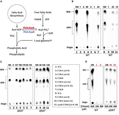 The Enterococcus faecalis FabT Transcription Factor Regulates Fatty Acid Biosynthesis in Response to Exogeneous Fatty Acids